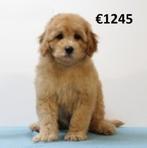Dwergpoedel-puppy’s te koop – slim, speels en schattig!, Dieren en Toebehoren, Honden | Chihuahua's en Gezelschapshonden, Poedel