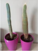 kamerplant  cactus 2 stuks samen te koop, Cactus, Minder dan 100 cm, Ophalen of Verzenden, In pot