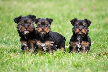 Yorkshire Terriër pups te koop - Beide ouders aanwezig beschikbaar voor biedingen