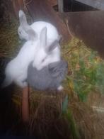 wit konijntje, Dieren en Toebehoren, Konijnen, Middelgroot