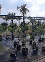 Vijgenbomen, Tuin en Terras, Planten | Bomen, Ophalen of Verzenden