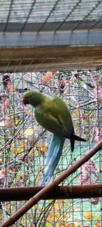 Collier halsband, Dieren en Toebehoren, Vrouwelijk