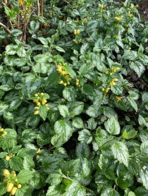 plantjes siernetel, Tuin en Terras, Planten | Tuinplanten, Vaste plant, Bodembedekkers, Halfschaduw, Lente, Ophalen of Verzenden