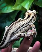 Rhacodactylus Auriculatus Gargoyle gekko man