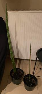 2 stuks Sanseveria cylindrica, Tuin en Terras, Kweekspullen, Ophalen, Zo goed als nieuw