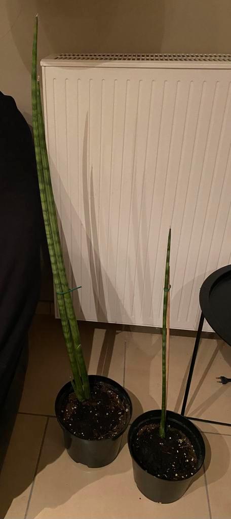 2 stuks Sanseveria cylindrica, Tuin en Terras, Kweekspullen, Zo goed als nieuw, Ophalen