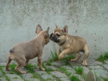 Franse Bulldog pups