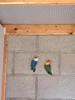 Fischeri koppel, Dieren en Toebehoren, Meerdere dieren, Dwergpapegaai of Agapornis, Geringd