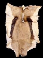 oud vel van een spingbok, jaren 60-70, Enlèvement ou Envoi, Comme neuf, Animal sauvage, Autres types