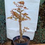 Bonsai Acer Palmatum 15j. Nr.36, Jardin & Terrasse, Plantes | Arbres, En pot, Enlèvement ou Envoi, Moins de 100 cm, Autres espèces