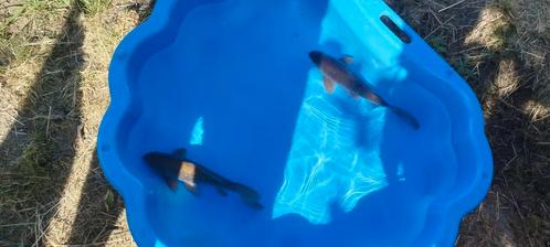 Divers poisson, Dieren en Toebehoren, Vissen | Vijvervissen