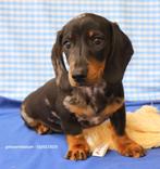 Super leuke Teckel pups!, Dieren en Toebehoren, 15 weken tot 1 jaar, CDV (hondenziekte), Dwerg, Meerdere
