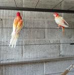 Koppel rubino rosella s, Dieren en Toebehoren