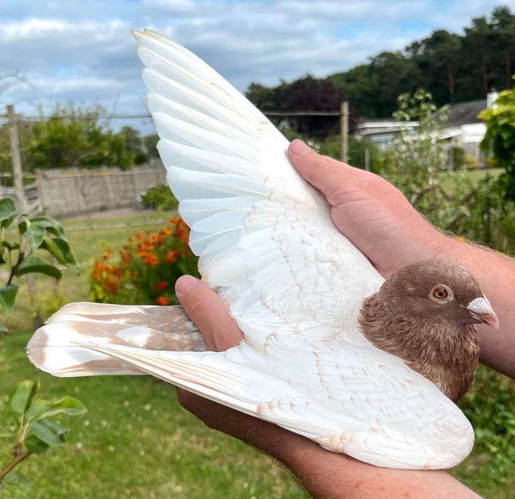 Koppel kleurpostduiven, Dieren en Toebehoren, Vogels | Duiven, Postduif, Meerdere dieren