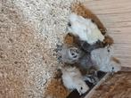 Zijdehoender kuikens, Dieren en Toebehoren, Pluimvee
