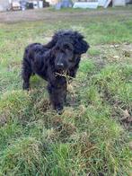 Mooie zwarte goldendoodle pups!, België, 15 weken tot 1 jaar, Reu, Meerdere