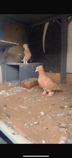 Turkes takla, Dieren en Toebehoren