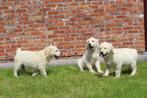 golden retriever pups, Golden retriever, België, CDV (hondenziekte), 8 tot 15 weken