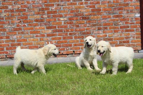 golden retriever pups, Dieren en Toebehoren, Honden | Retrievers, Spaniëls en Waterhonden, Meerdere dieren, Golden retriever, Fokker | Professioneel