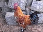 Haan sabelpootkriel, Dieren en Toebehoren, Pluimvee, Mannelijk, Kip