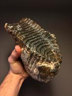 Mammoet kies tand Noordzee fossiel, Verzamelen, Mineralen en Fossielen, Ophalen, Fossiel
