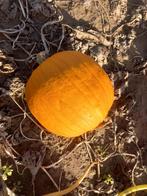 Halloween pompoen, Ophalen