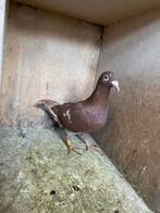 Meulemans choco, Dieren en Toebehoren, Vogels | Duiven, Mannelijk, Postduif