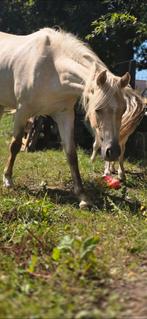 Welshe pony Merrie, Dieren en Toebehoren