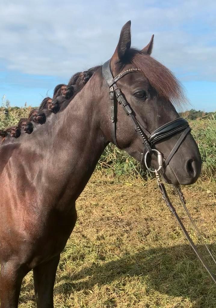 Bomproof knappe zwarte Dpony ruin, Dieren en Toebehoren, Pony's, Ruin, B, D pony (1.37m tot 1.48m), Recreatiepony, 3 tot 6 jaar