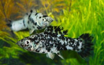 Poecilia Latipinna Black Marble vanaf 5 = € 3,00 per stuk beschikbaar voor biedingen