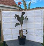Canna Wyoming, Tuin en Terras, Ophalen