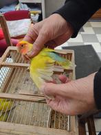 parkieten, Dieren en Toebehoren, Vogels | Parkieten en Papegaaien, Geringd