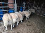 Texel schapen bokken en ooien te koop, Dieren en Toebehoren, Schapen, Geiten en Varkens, Schaap
