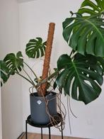 monstera met pot, Huis en Inrichting, Kamerplanten, Ophalen, 100 tot 150 cm, Overige soorten, Halfschaduw