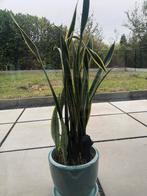 Grote sanseveria met of zonder pot te koop., Huis en Inrichting, Kamerplanten, Ophalen