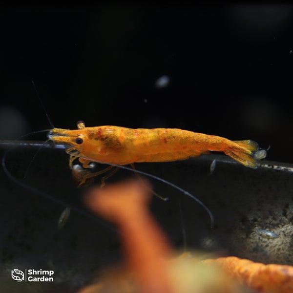 Orange Sakura Garnalen – Neocaridina, Animaux & Accessoires, Poissons | Poissons d'aquarium, Poisson d'eau douce, Homard, Crabe ou Crevette