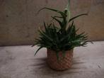 plante aloe, Enlèvement, En pot, Moins de 100 cm