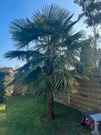 Palmboom trachycarpus # 3m30 hoog, Tuin en Terras, Planten | Bomen, Ophalen, Palmboom