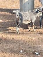 Bokjes te koop, Dieren en Toebehoren, Schapen, Geiten en Varkens, Mannelijk, Geit, 0 tot 2 jaar