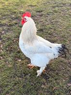 Hanen, Dieren en Toebehoren, Pluimvee, Mannelijk, Kip