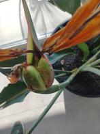 Strelitzia reginae paradijsvogelplant zaad, Enlèvement ou Envoi