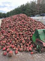 Voederbieten Rialto te koop, Zakelijke goederen, Landbouw | Veevoer, Ophalen of Verzenden