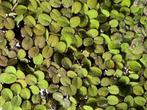Salvinia minima – gezonde drijfplanten uit eigen aquarium, Ophalen, Nieuw, Plant(en), Steen of Hout