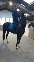 Prachtige 3 jarige dressuurmerrie, Dieren en Toebehoren, Paarden, Merrie, Gechipt, Dressuurpaard, Zadelmak