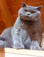 Deckcat britannique à poil court. (Pas à vendre), 3 à 5 ans