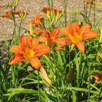 3 hemerocallis of daglelie in pot  ,oranje, Tuin en Terras, Planten | Tuinplanten, Ophalen, Vaste plant