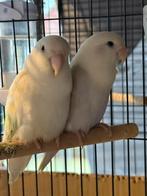 Dwergpapegaai albino, Dieren en Toebehoren, Vogels | Parkieten en Papegaaien, Meerdere dieren, Dwergpapegaai of Agapornis, Geringd