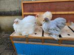 Prachtige Jonge Cochinkrielen 2025 , Handtamme Kipjes, Dieren en Toebehoren, Meerdere dieren, Kip