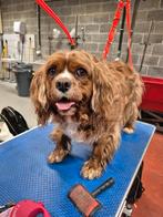 Dringend gezocht hondmodellen, Ophalen