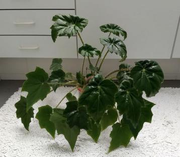 Begonia heracleifolia Cham. & Schltdl. (Kamerplant) beschikbaar voor biedingen
